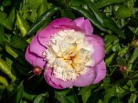 Pfingstrose in pink und weiß